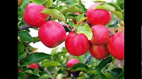 Apple Garden Kashmir | Fasci Garden