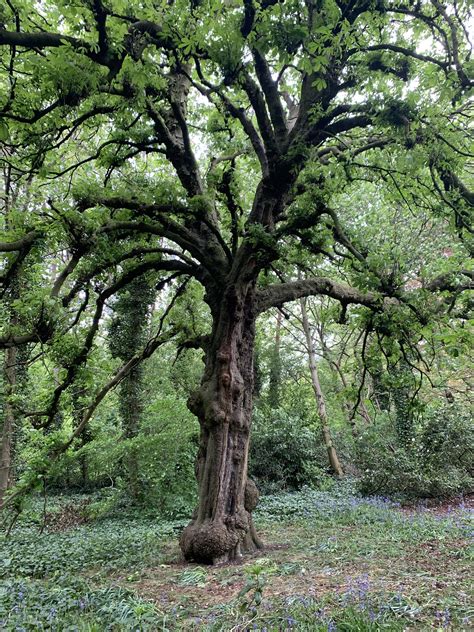 An old tree in a wooded area near me in Yorkshire with some bluebells too [OC] [3024 x 4032] : r ...