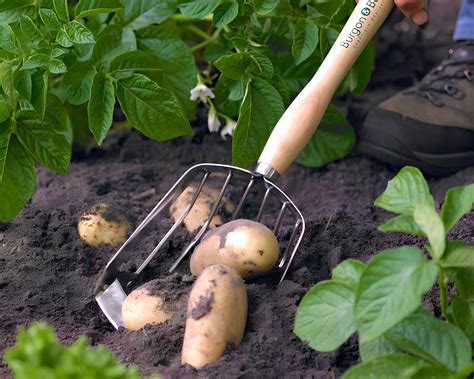 Potato Harvesting Scoop -mid handled - Burgon & Ball | GardensOnline