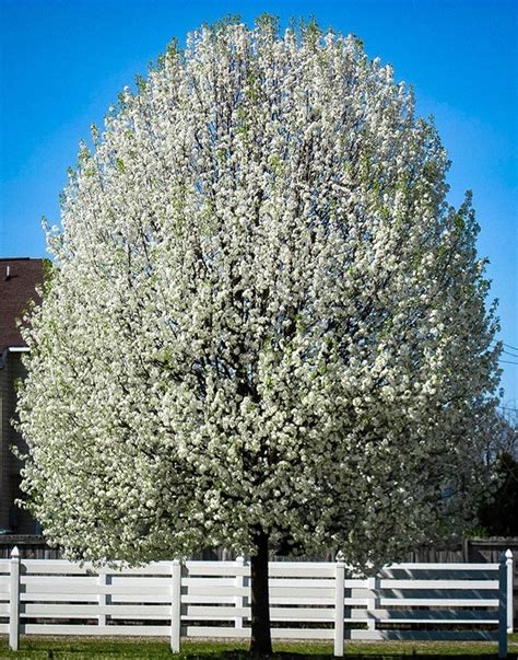 Flowering Pear Tree Arizona / White Flowers Of Evergreen Pear Tree ...