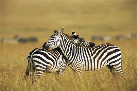 Learn About the Masai Mara Animal Reserve in Kenya