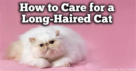 How to Properly Care for Long-Haired Cats