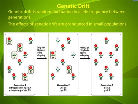 PPT - Genetic Drift, Bottleneck Effect and Founder Effect PowerPoint ...