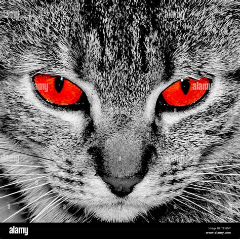 Cat with red eyes. Angry eyes. Cat look at camera Stock Photo - Alamy