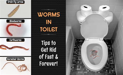 How to Get Rid of Worms in the Toilet? | Quick and Simple Tips!