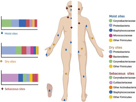 Human Skin Microbiome