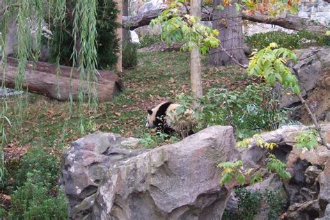 Tai Shan | Asia Trail grand opening - National Zoo, Washingt… | Flickr
