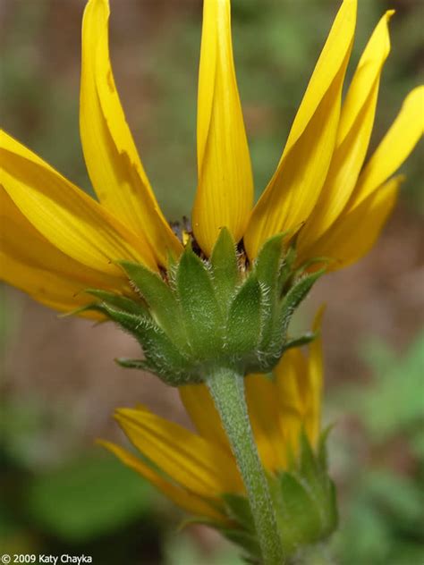 Helianthus petiolaris (Prairie Sunflower): Minnesota Wildflowers