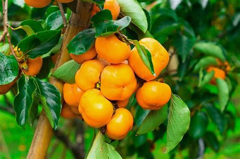 Persimmon Trees for Sale - Buying & Growing Guide - Trees.com