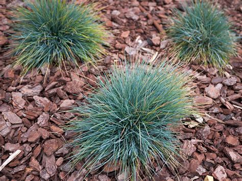 Growing Blue Fescue Plants: Planting And Care Of Blue Fescue Grass