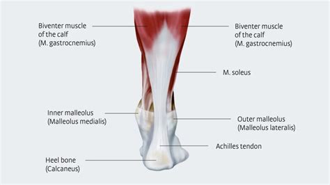 Best Achilles Tendonitis Shoe Inserts 2024: Top 5 Picks for Ultimate ...