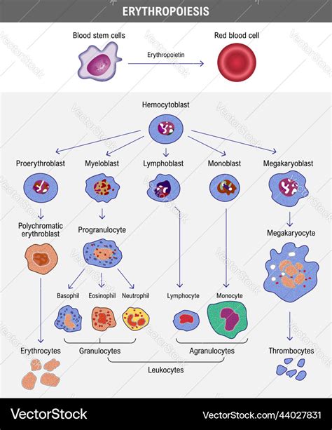 Erythropoiesis the development of red blood cell Vector Image