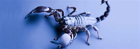 Scorpions_Main | Scorpion Facts and Information