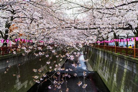 Cherry Blossom Festival in Full Bloom at Meguro River Stock Image ...