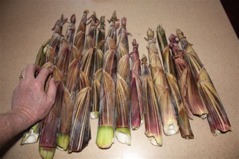 Identifying, Harvesting & Cooking Bamboo | EcoFarming Daily