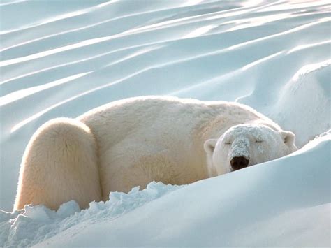 Polar Bear Hibernation | Flickr - Photo Sharing!