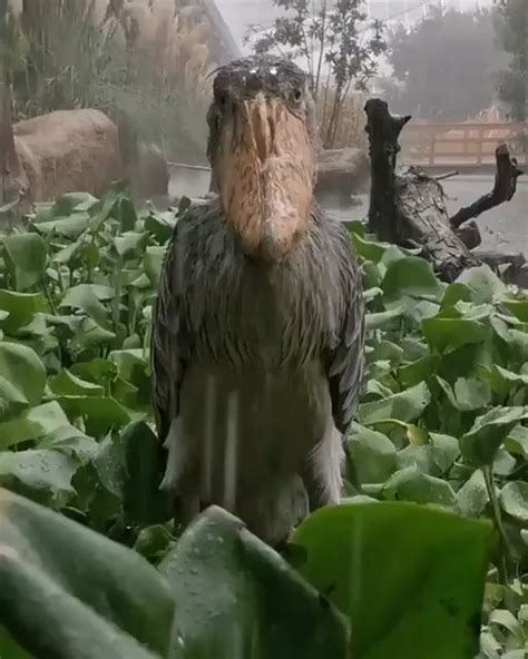 Shoebill stork looks fake : r/oddlyterrifying