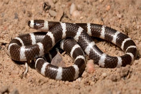 Ten of the Worlds Rarest Species of Snakes and Where to Find Them