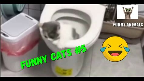 Funny Animals | Funniest Cat Videos | Funny Animal Videos | #5 - clipzui.com