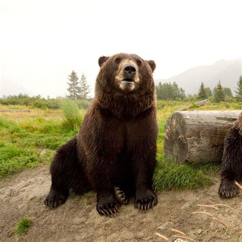 Two Brown bears sitting near log at the Alaska Wildlife Conservation Center Wall Art, Canvas ...