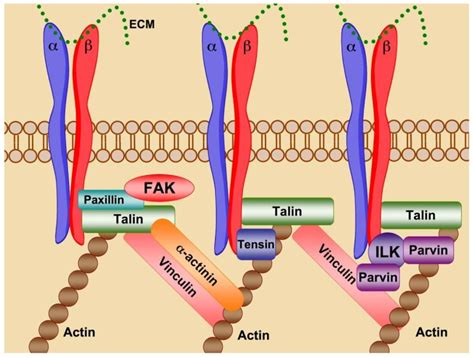 Integrins are the site of focal adhesions. Integrin ligation promotes... | Download Scientific ...