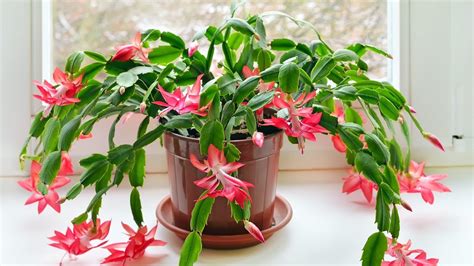 Types of Christmas Cactus Plants (Varieties and Colors) - Jacobs Christmas