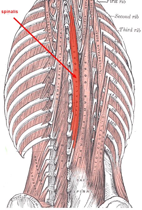 Spinal Muscles: The Erector Spinae