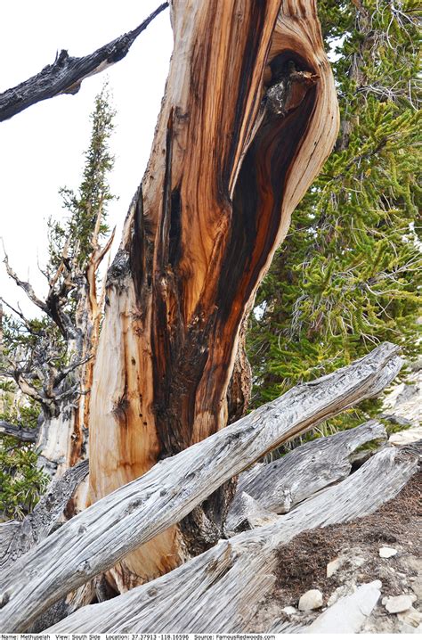 Methuselah Tree - Famous Bristlecone Pines