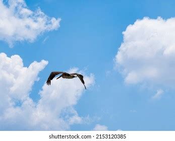 2,490 Pelican flying silhouette Images, Stock Photos & Vectors ...