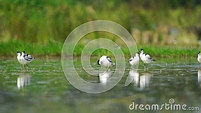 Pied Avocet Migration Birds in Thailand and Southeast Asia. Stock ...