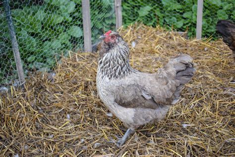 Raising Ameraucana Chickens - Breed Facts - ChickenCoopGuides.com