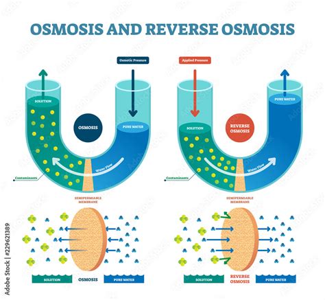 Osmosis reverse vector illustration. Explained process with solution ...