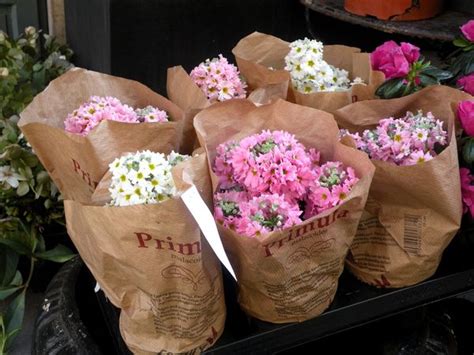 I Prefer Paris: Spring Flowers in Paris