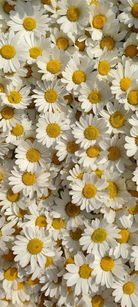 Chia sẻ 96+ hình nền hoa cúc trắng đẹp nhất - Sai Gon English Center