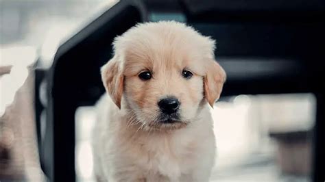 Fluffy Companions: How Much Do Fluffy Golden Retrievers Cost? | Bulldogology