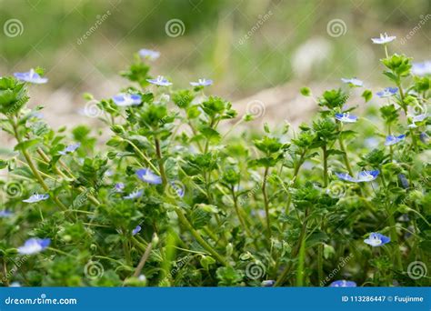 Veronica persica flowers stock image. Image of field - 113286447