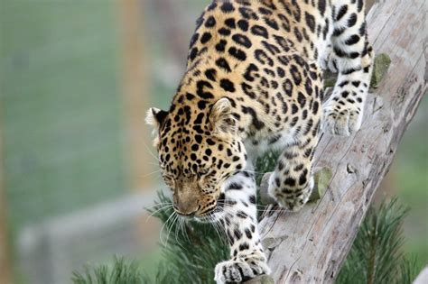 Leopard is a large cat in the wild free image download