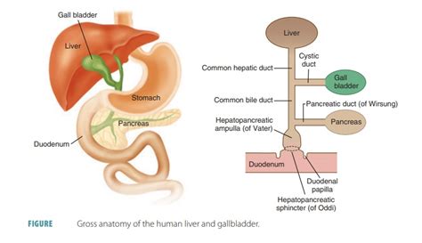 Cystic Gall Bladder Fossa