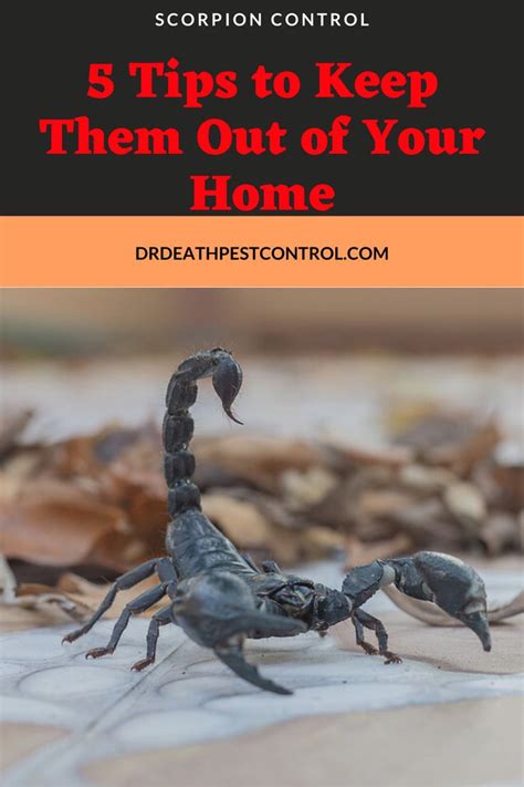 Scorpion Control: 5 Tips to Keep Them Out of Your Home | Scorpion, Control, Pest control