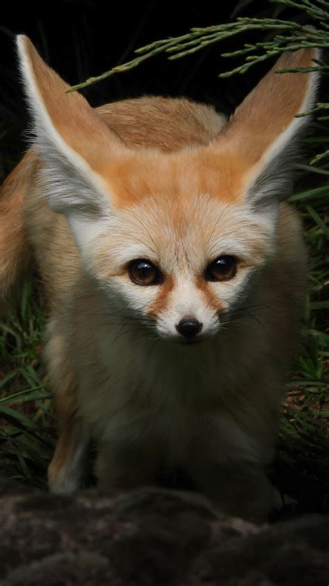 Fennec Fox With Brown Eyes 4K HD Animals Wallpapers | HD Wallpapers | ID #52796