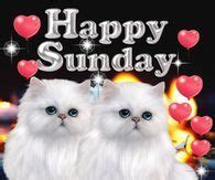 White Cat Happy Sunday Dear Friend Quote | Dear friend quotes, Sunday morning prayer, Happy sunday