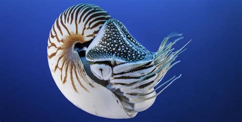 Peter Ward comments on nautilus conservation | UW Biology