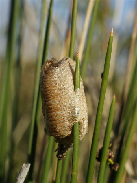 File:Mantis religiosa (egg case).jpg - Wikimedia Commons