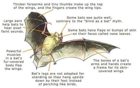 Infographic: Bat Facts | 1st Grade | Pinterest