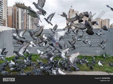 Flock Pigeons Took Off Image & Photo (Free Trial) | Bigstock