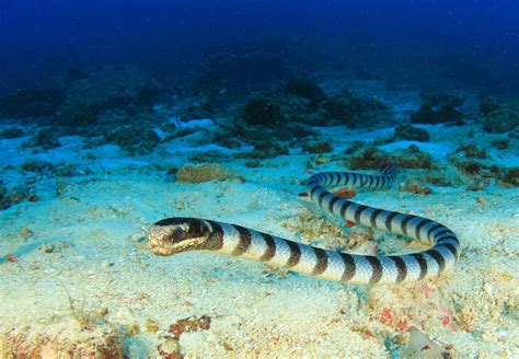 Underwater vision has evolved in sea snakes for 15 million years