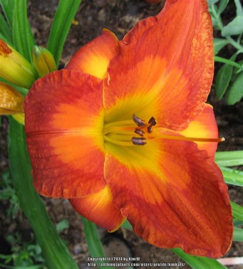 Brightest Colored Daylilies in the Daylilies forum - Garden.org