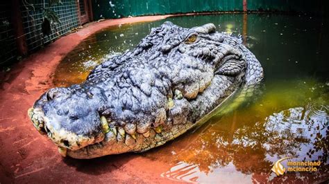 Cassius, The World's Largest Crocodile, is Now 120 Years Old | Viral ...