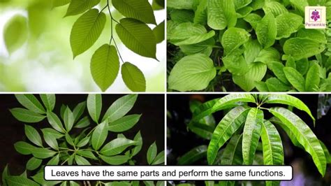 All About Plant Leaf | Types of Leaves | Photosynthesis | Science For Kids | Grade 4 ...