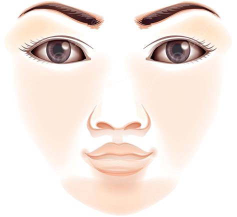 Human Face Chin Vision Cheek Vector, Chin, Vision, Cheek PNG and Vector with Transparent ...
